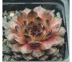 Sempervivum TRISTESSE