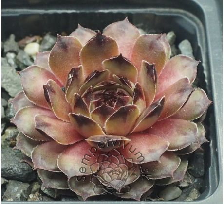 Sempervivum TRISTESSE