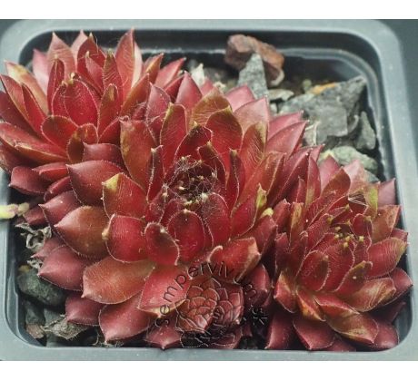 Sempervivum TROPENNACHT