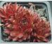 Sempervivum TROPENNACHT
