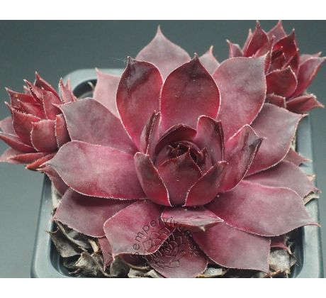 Sempervivum UNGEHEUER