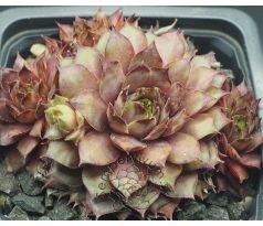 Sempervivum VALLEY OF ROCK