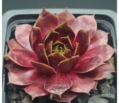 Sempervivum CASCADE