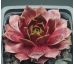 Sempervivum CASCADE