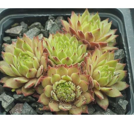 Sempervivum WADI RUM