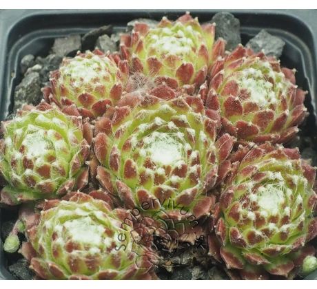 Sempervivum WEB OF INTREGE