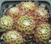Sempervivum WEB OF INTREGE