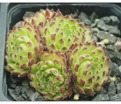 Sempervivum WEITBLICK