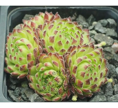 Sempervivum WEITBLICK