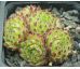 Sempervivum WEITBLICK