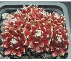 Sempervivum WHITE BOUGUET