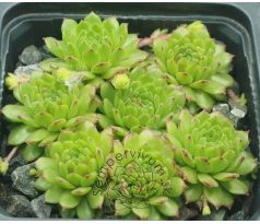 Sempervivum WINDSTILLE