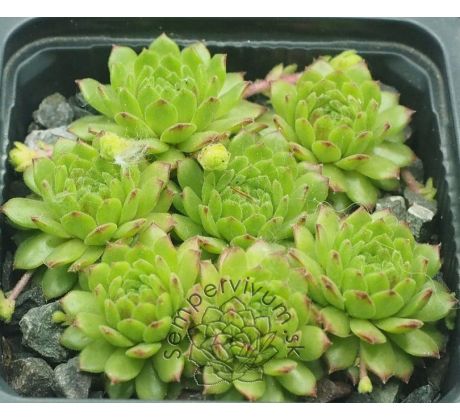 Sempervivum WINDSTILLE