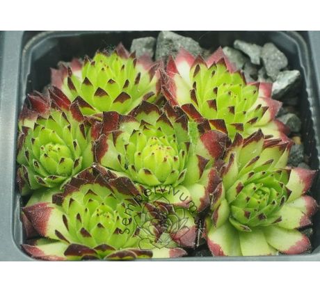 Sempervivum EMMCHEN typ 2