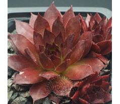 Sempervivum FEUERLICHT