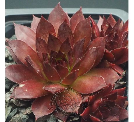 Sempervivum FEUERLICHT