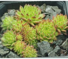 Sempervivum ZEITPUNKT