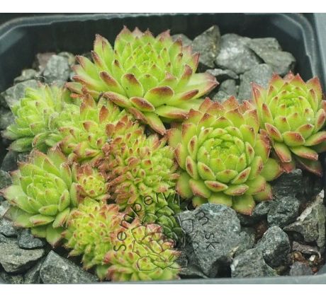 Sempervivum ZEITPUNKT