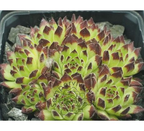 Sempervivum ZEITSPRUNG