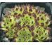 Sempervivum ZEITSPRUNG