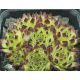 Sempervivum ZEITSPRUNG