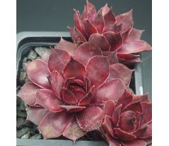 Sempervivum ANN-BERRY