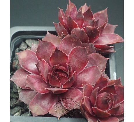 Sempervivum ANN-BERRY