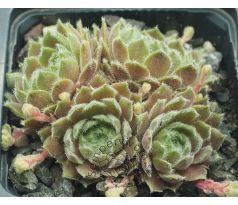 Sempervivum ARTISCHICKE