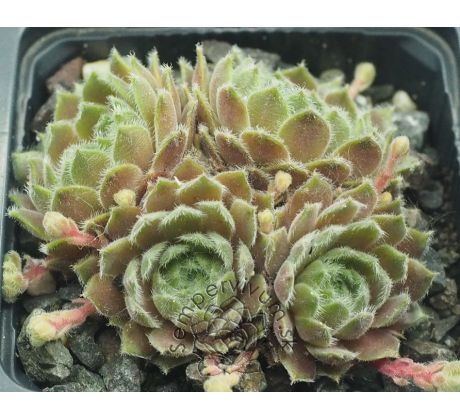 Sempervivum ARTISCHICKE