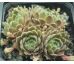 Sempervivum ARTISCHICKE