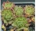 Sempervivum ARTIST