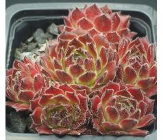 Sempervivum ASHANTI