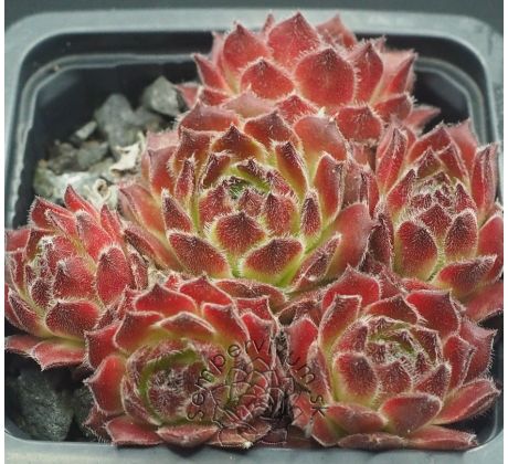 Sempervivum ASHANTI