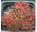 Sempervivum ASHANTI