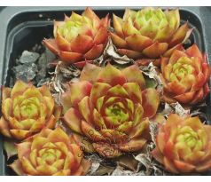 Sempervivum ATROVIOLACEUM HEIMLICH