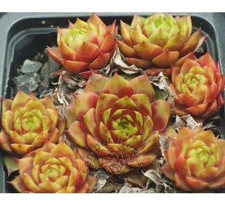 Sempervivum ATROVIOLACEUM HEIMLICH