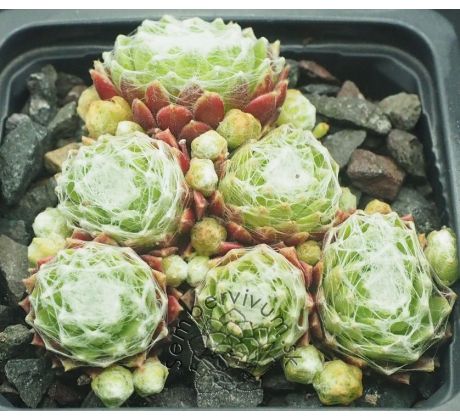 Sempervivum BASCOUR ZILVER