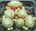 Sempervivum BASCOUR ZILVER