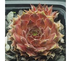 Sempervivum BAX