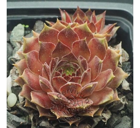 Sempervivum BAX