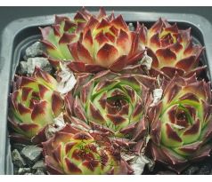 Sempervivum BEATRIX BODMEIER