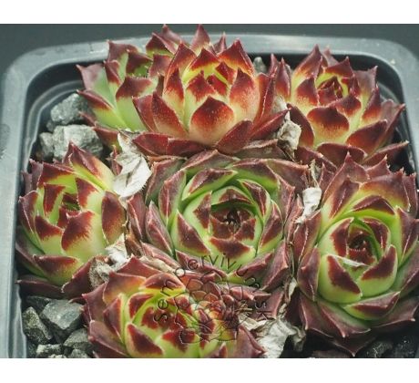 Sempervivum BEATRIX BODMEIER