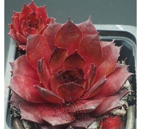Sempervivum BEAUTIFUL