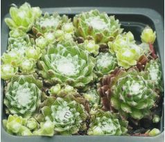 Sempervivum BELLE ETOILE