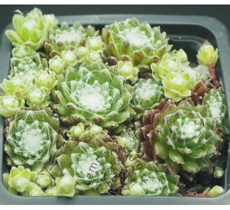 Sempervivum BELLE ETOILE