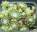 Sempervivum BELLE ETOILE