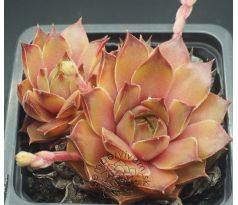 Sempervivum BERNARDINA