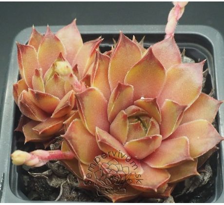 Sempervivum BERNARDINA