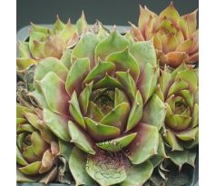 Sempervivum BEST PALE