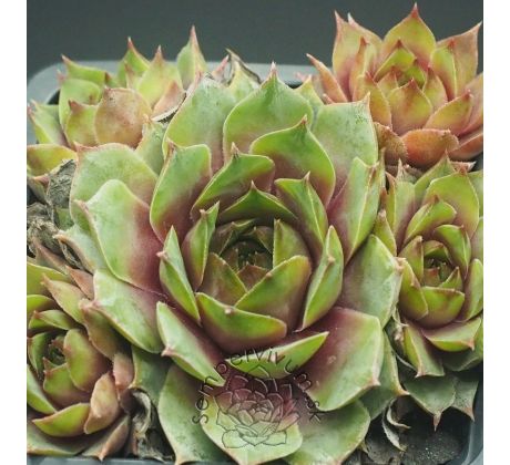 Sempervivum BEST PALE